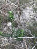 صورة Genista linifolia L.