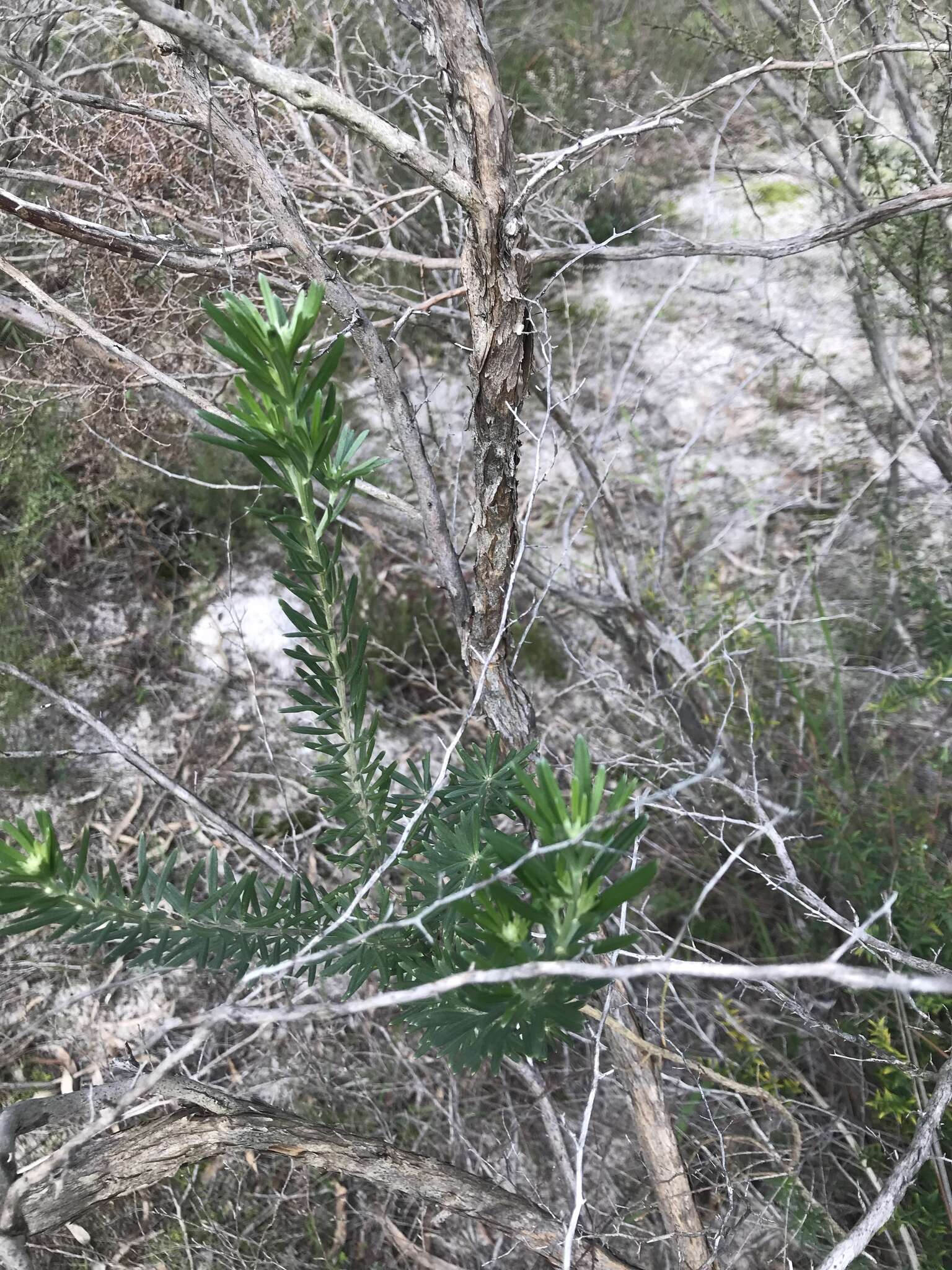 Imagem de Genista linifolia L.