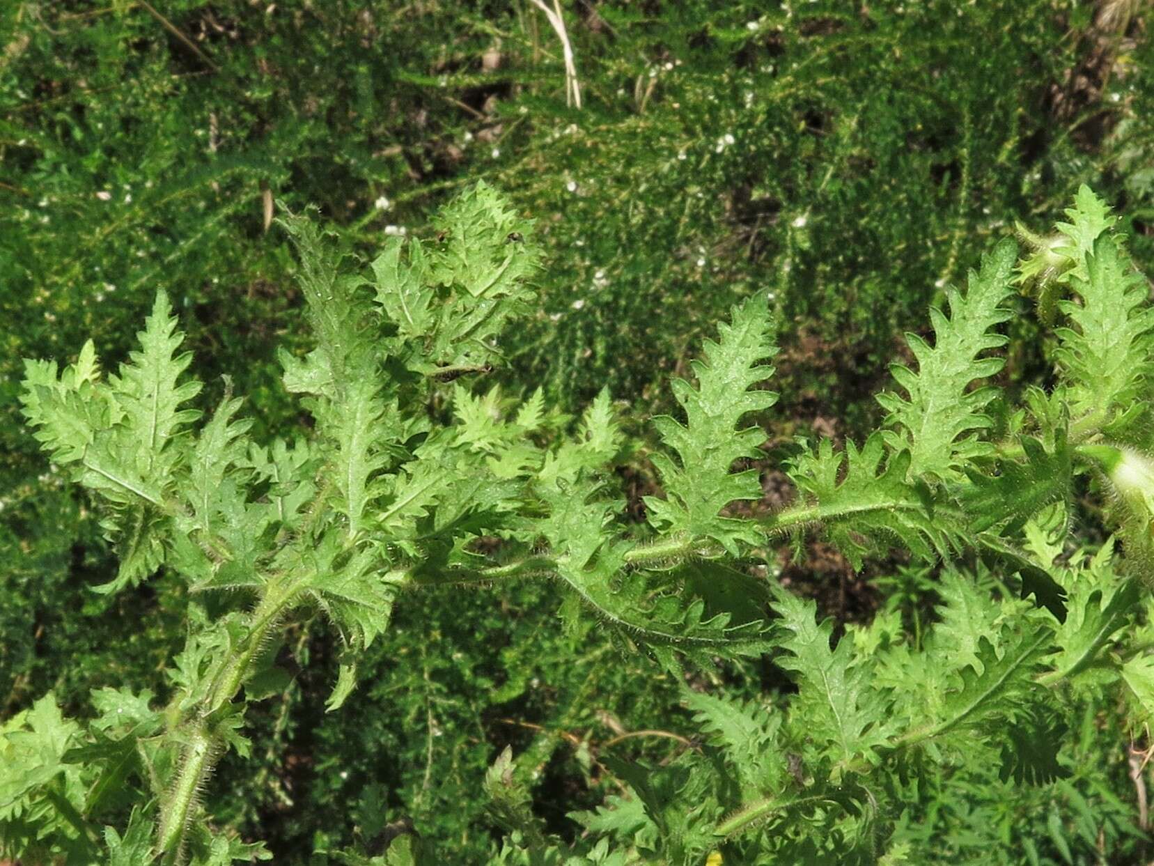 Image of combleaf yellow false foxglove