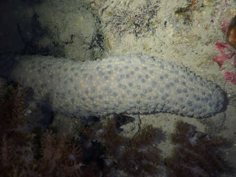 Image of Holothuria (Theelothuria) turriscelsa Cherbonnier 1980