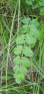 Image of Pimpinella lutea Desf.