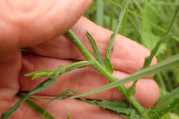 Image of Wahlenbergia krebsii Cham.