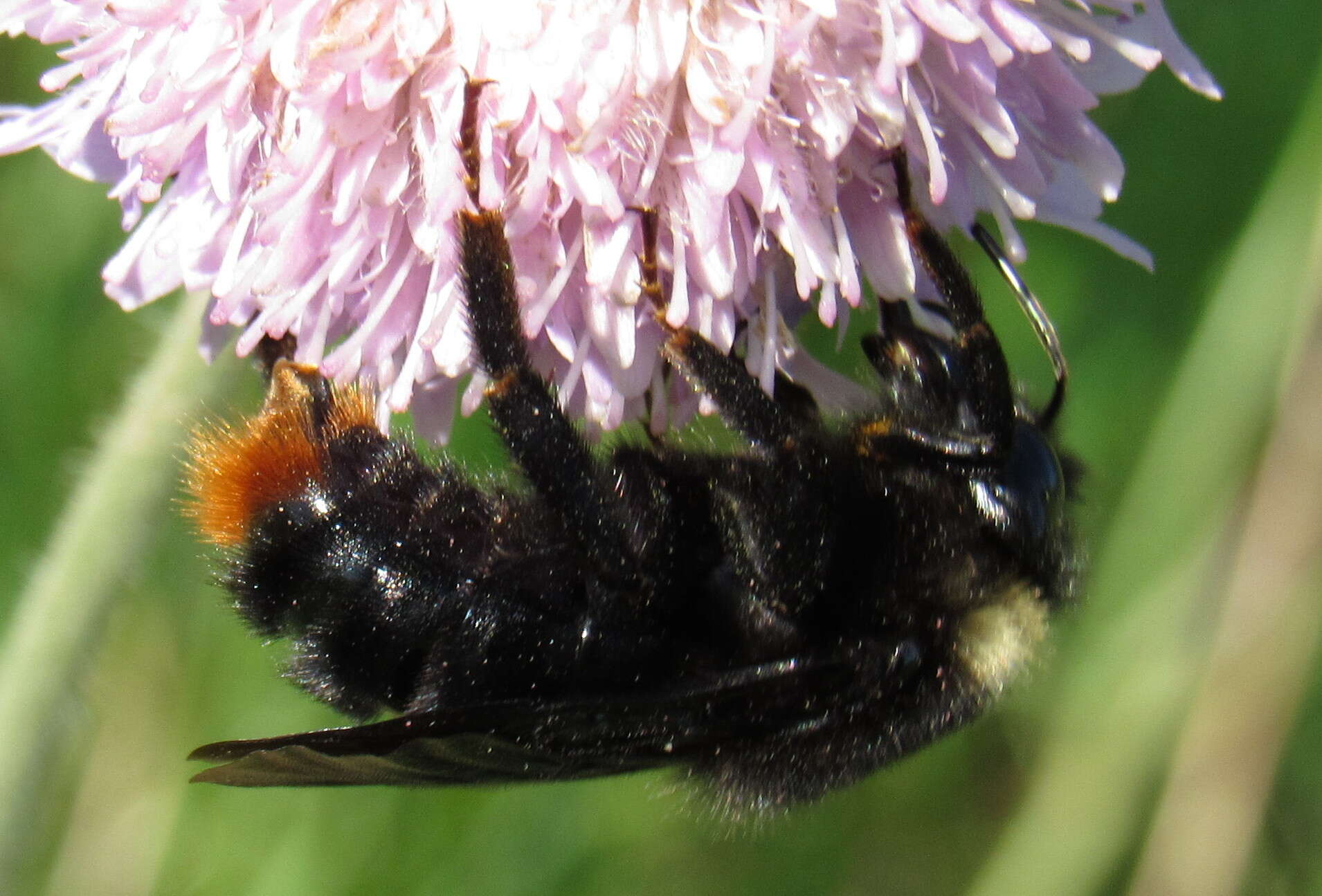 Plancia ëd Bombus rupestris (Fabricius 1793)