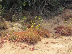 Image of Crassula pubescens subsp. radicans (Haw.) Tölken