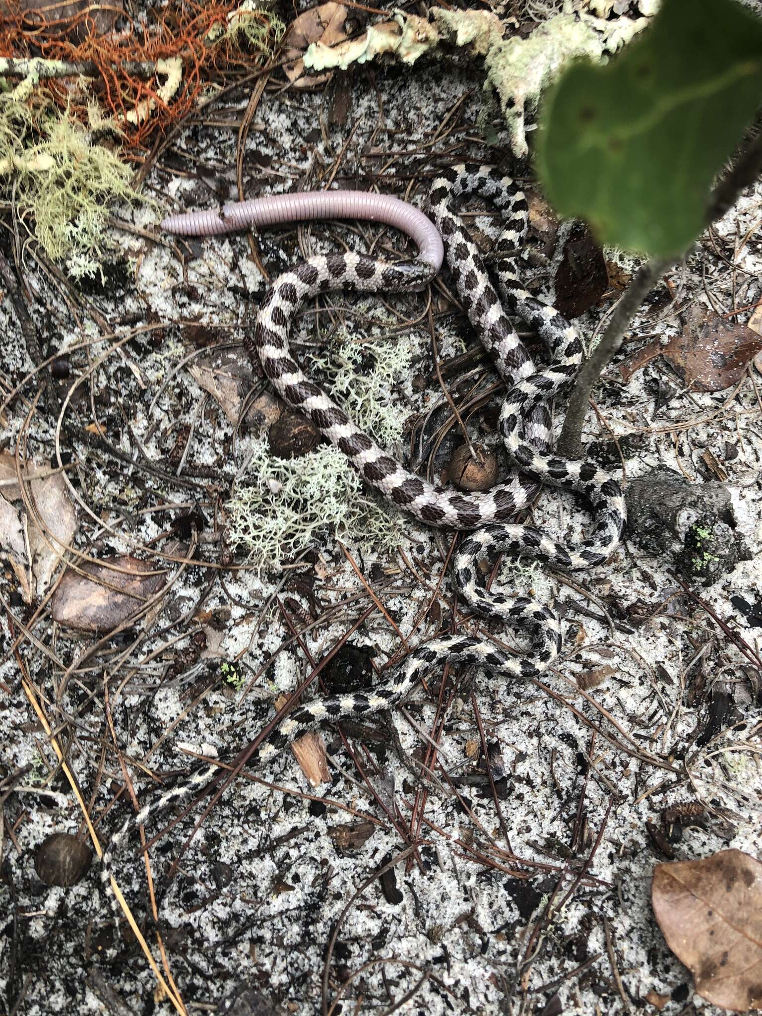 Lampropeltis extenuata (Brown 1890)的圖片