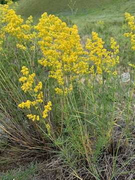 Image of Yellow Spring bedstraw