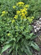 Image of Turkish wartycabbage