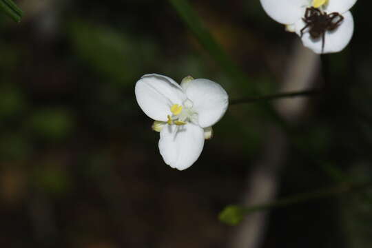 Image of Libertia mooreae Blanchon, B. G. Murray & Braggins