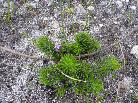 Image de Merciera azurea Schltr.