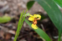 Image of Lockhartia oerstedii Rchb. fil.