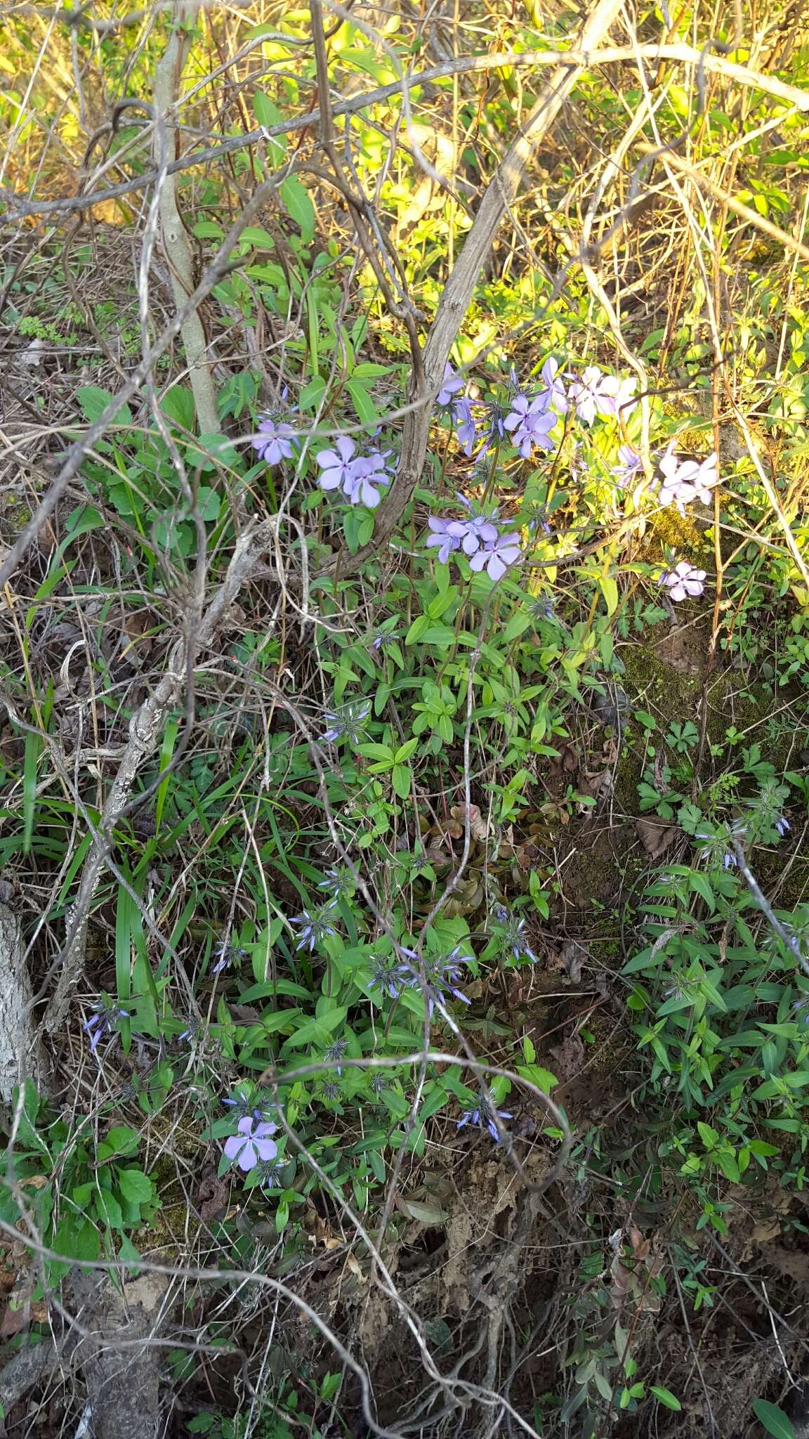 Image of Lapham's phlox