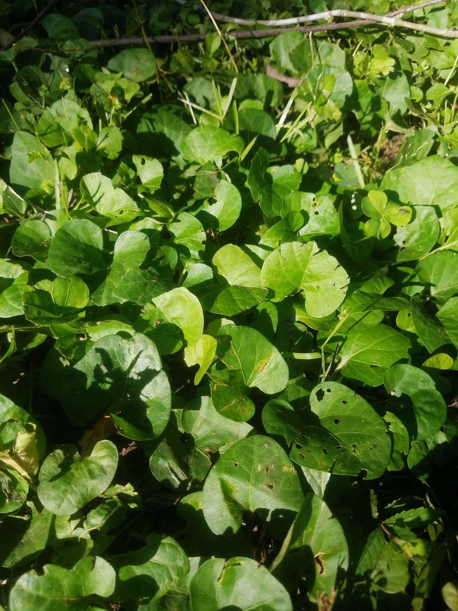 Image de Lycianthes asarifolia (Kunth & Bouché) Bitter