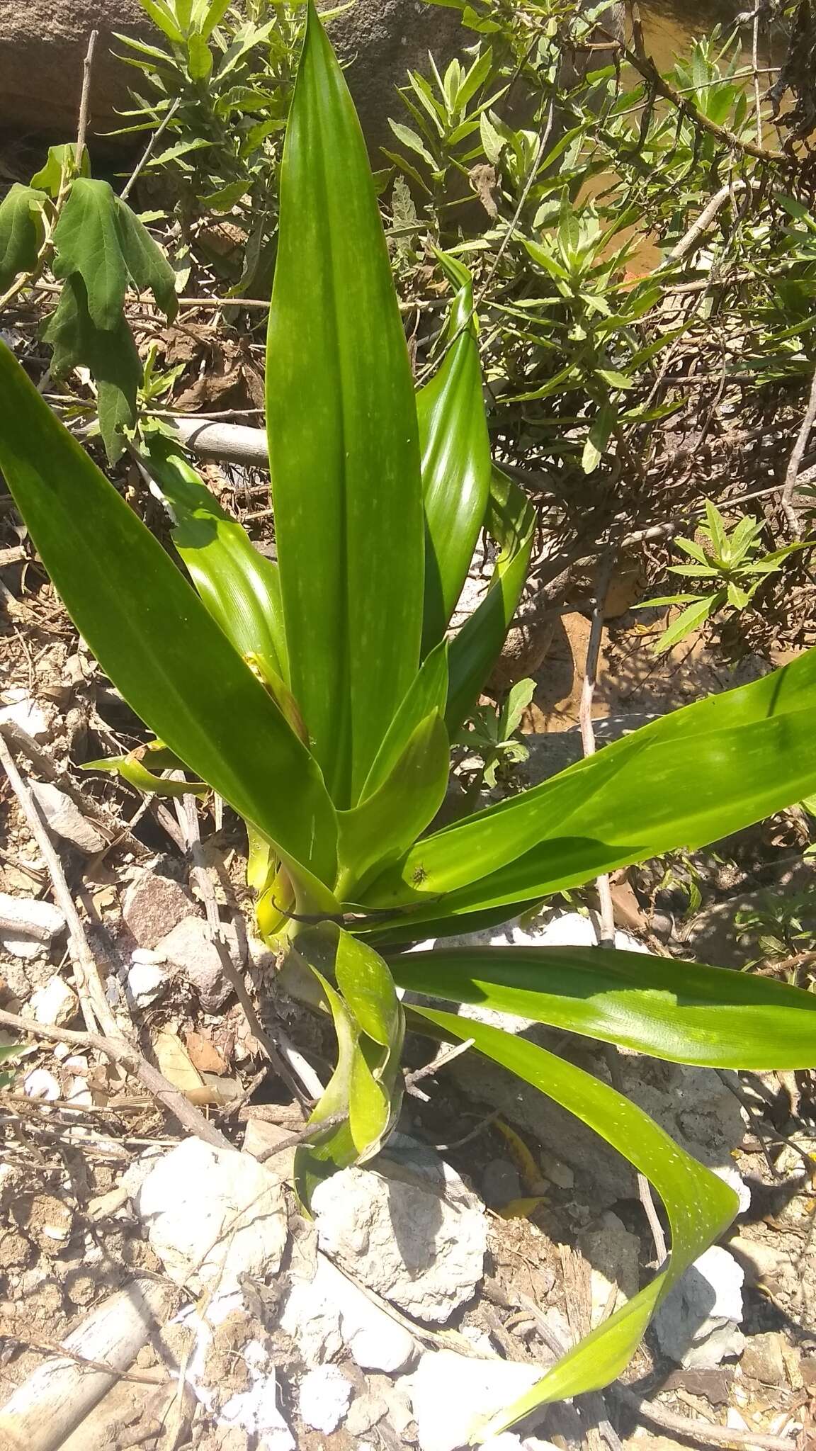 Image of basketplant