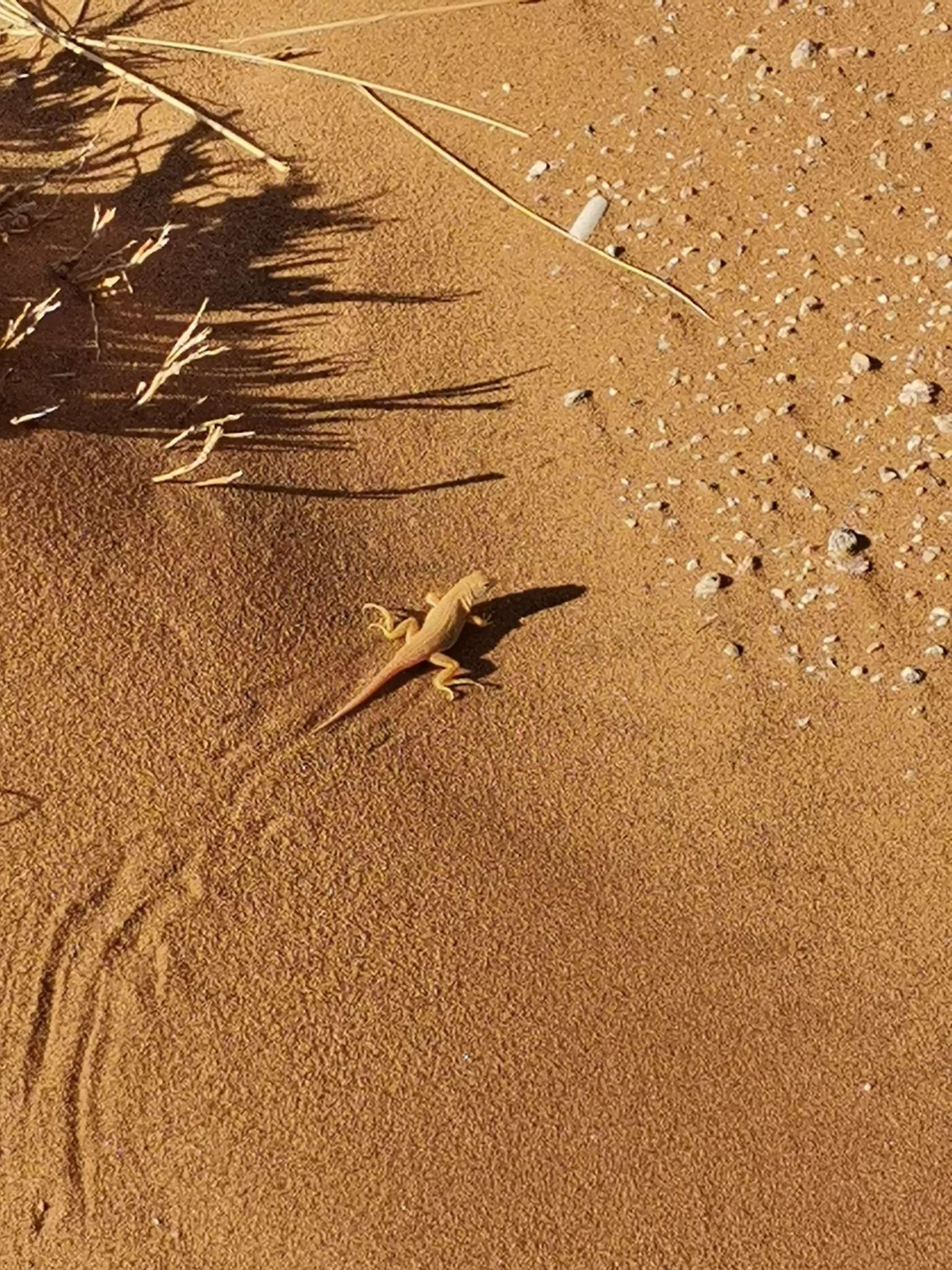 Image of Wedge-snouted Desert Lizard