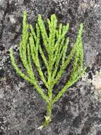 Image of Athrotaxis laxifolia Hook.