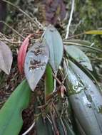 Image of Acianthera hondurensis (Ames) Pridgeon & M. W. Chase