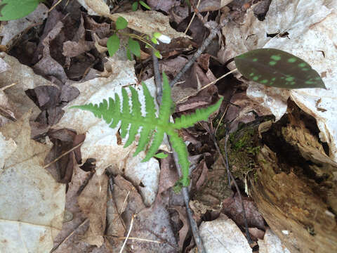 Image of Beech Fern