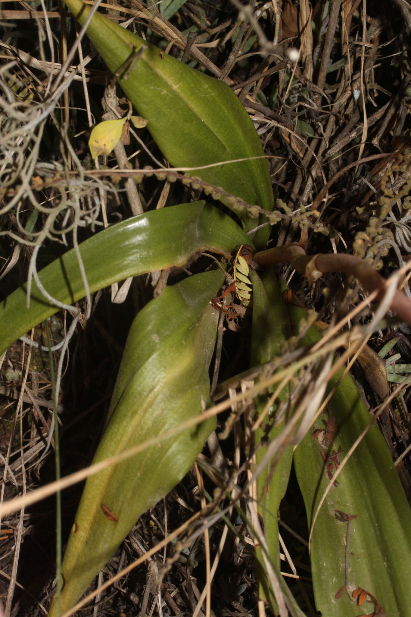 Image of Porphyrostachys pilifera (Kunth) Rchb. fil.