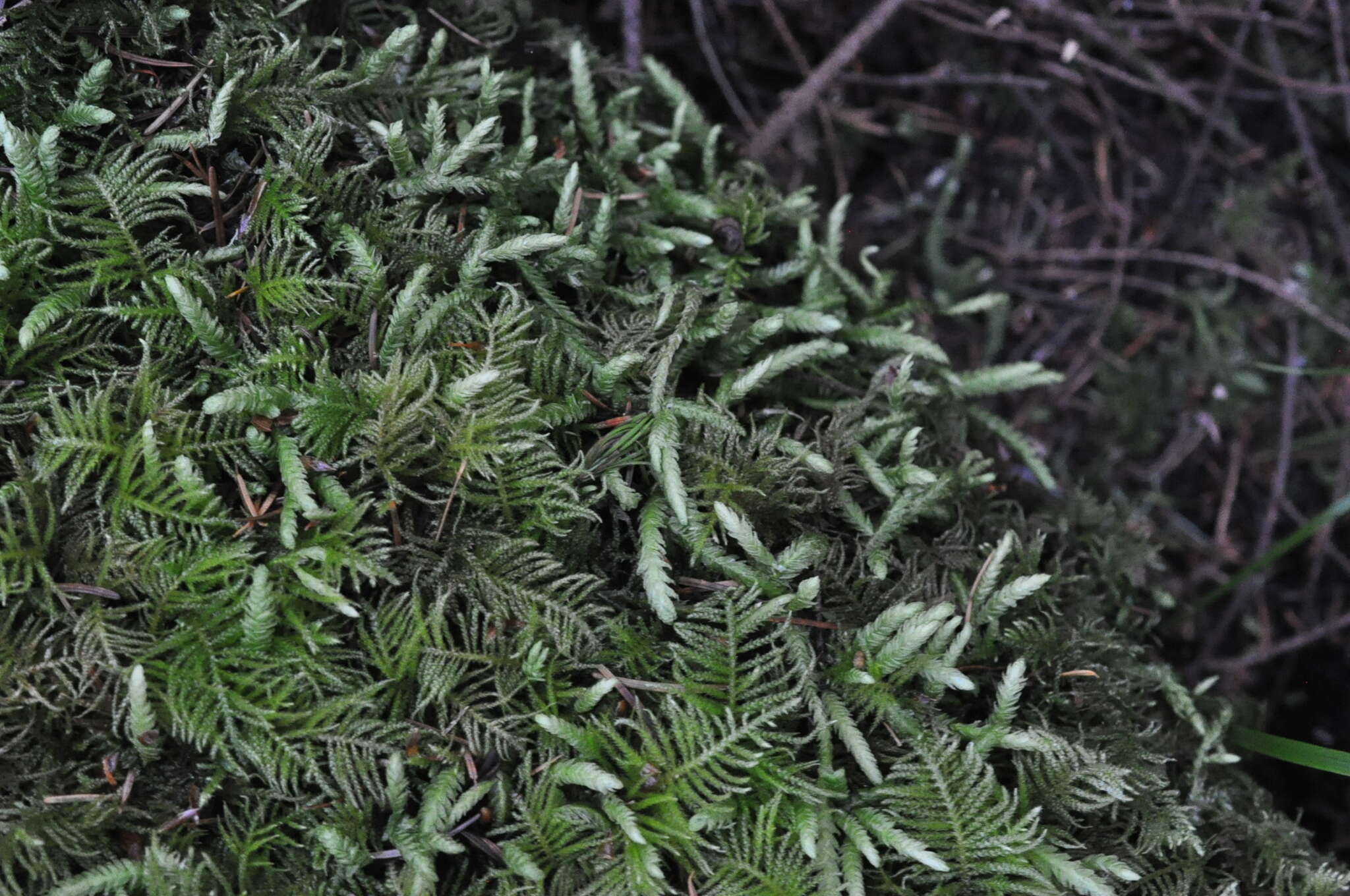 Image of waved silk-moss