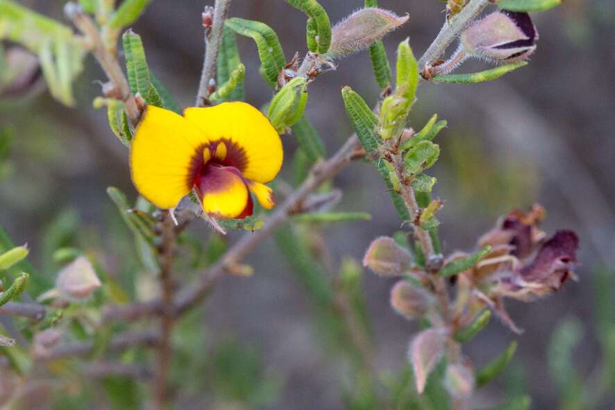 Plancia ëd Bossiaea eriocarpa Benth.