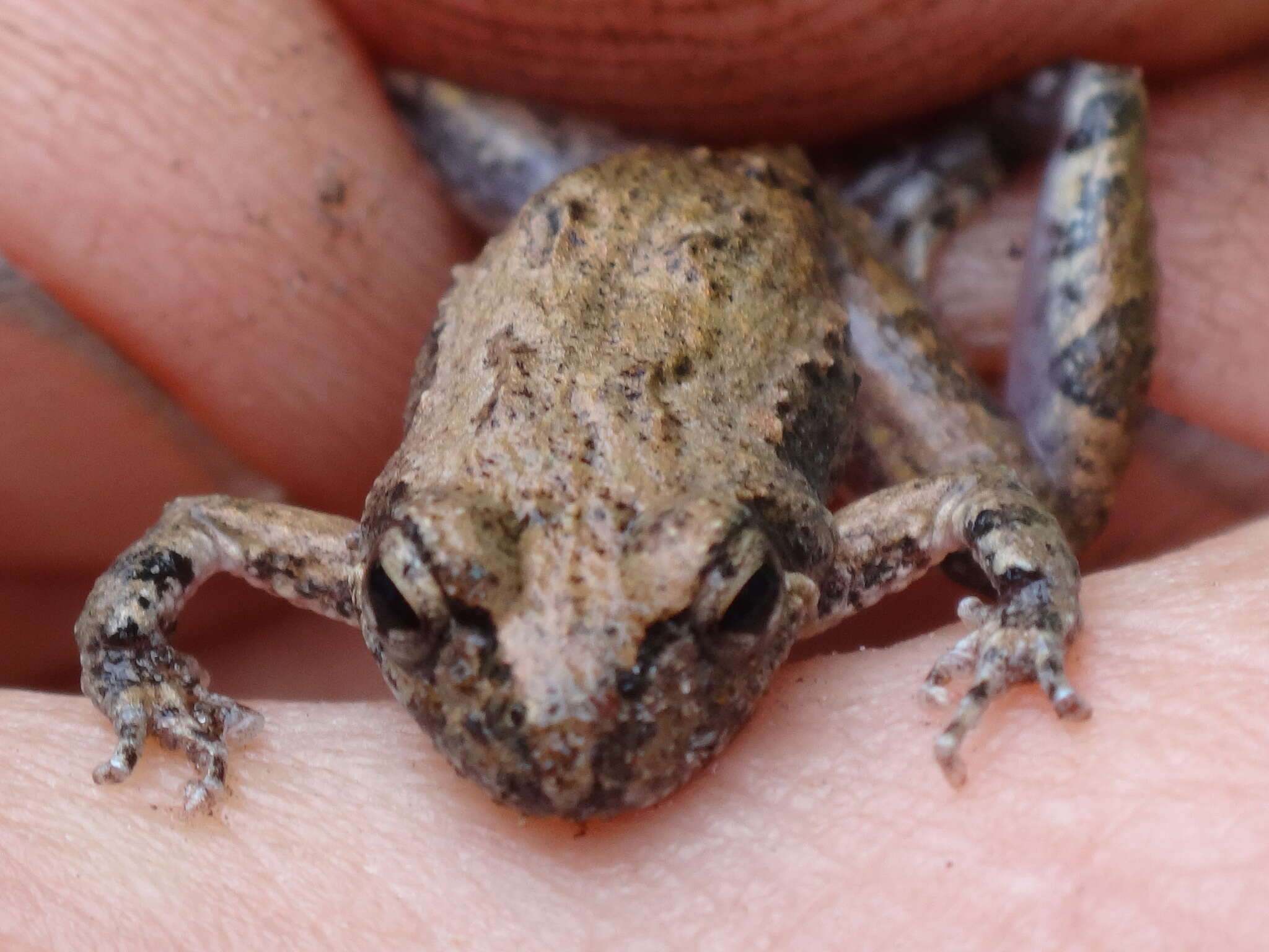 صورة Crinia pseudinsignifera Main 1957