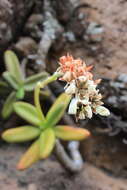Image of Pachyphytum viride Walther