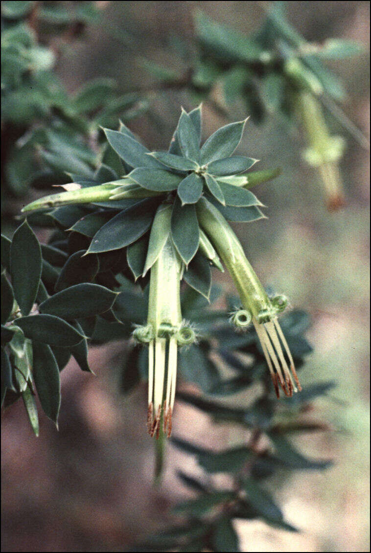 Image of Styphelia viridis Andr.