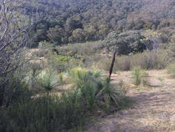 Image of Xanthorrhoea glauca subsp. angustifolia D. J. Bedford