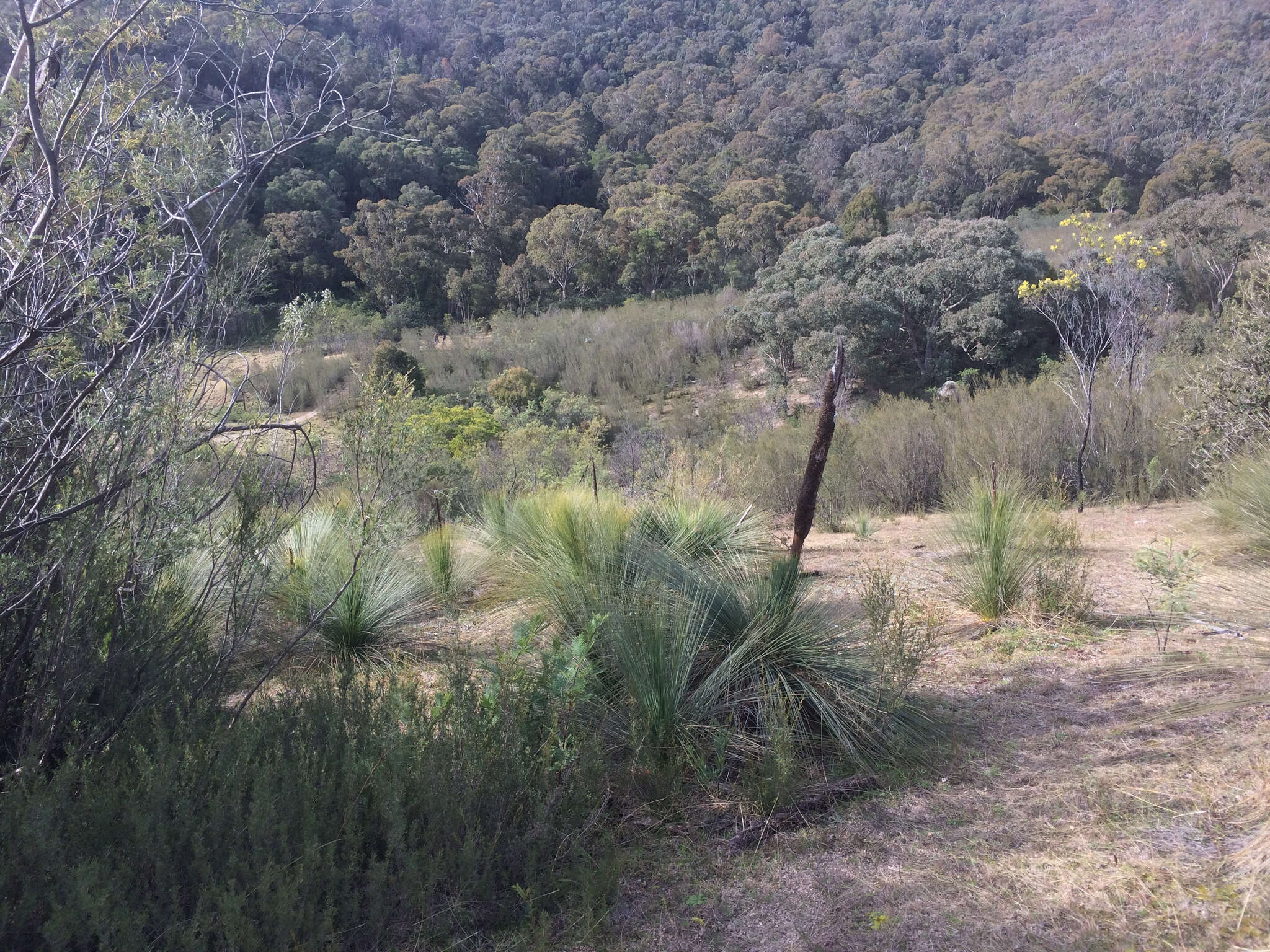 Image of Xanthorrhoea glauca subsp. angustifolia D. J. Bedford