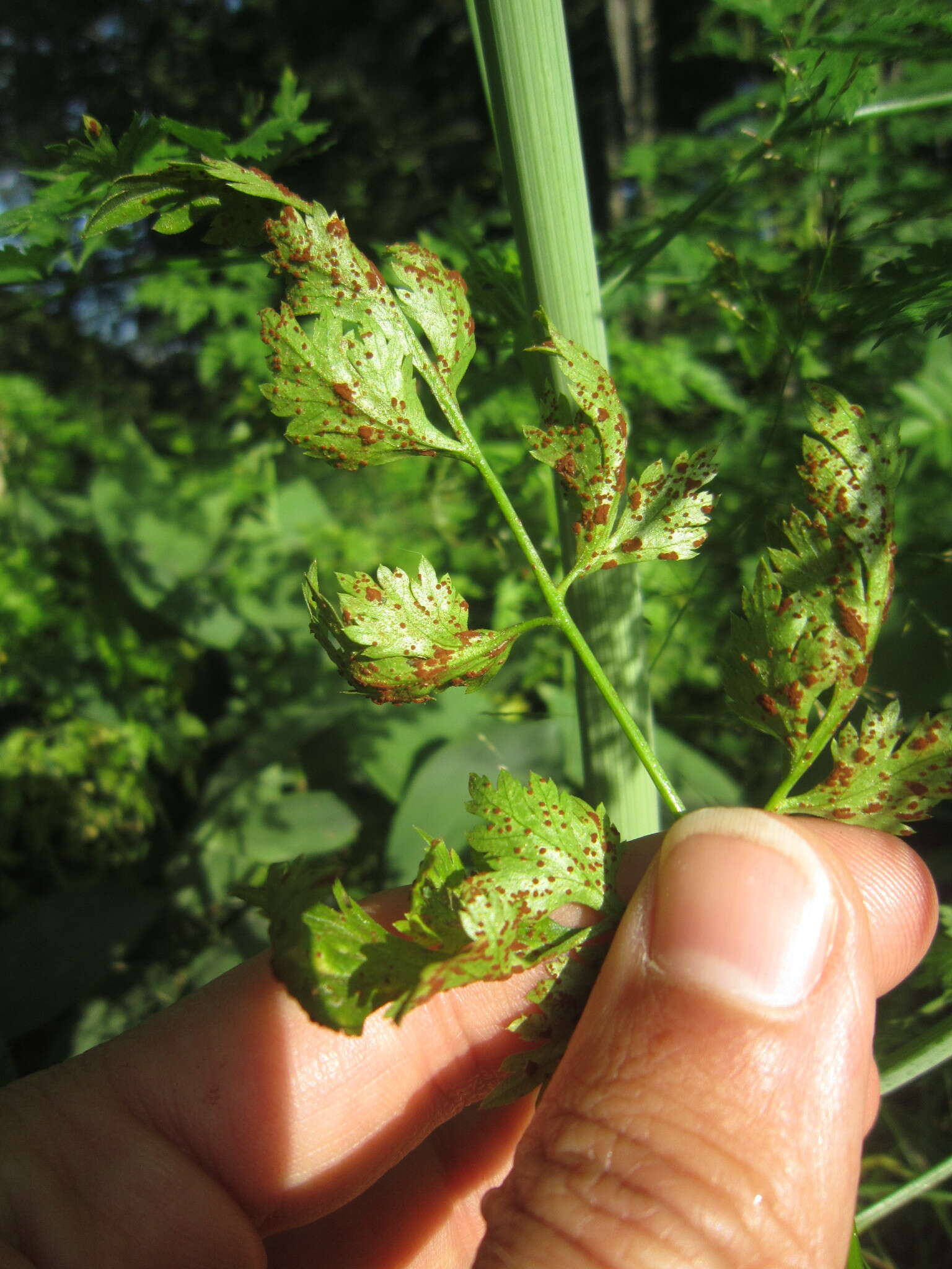 Слика од Puccinia nitida (F. Strauss) Barclay 1891