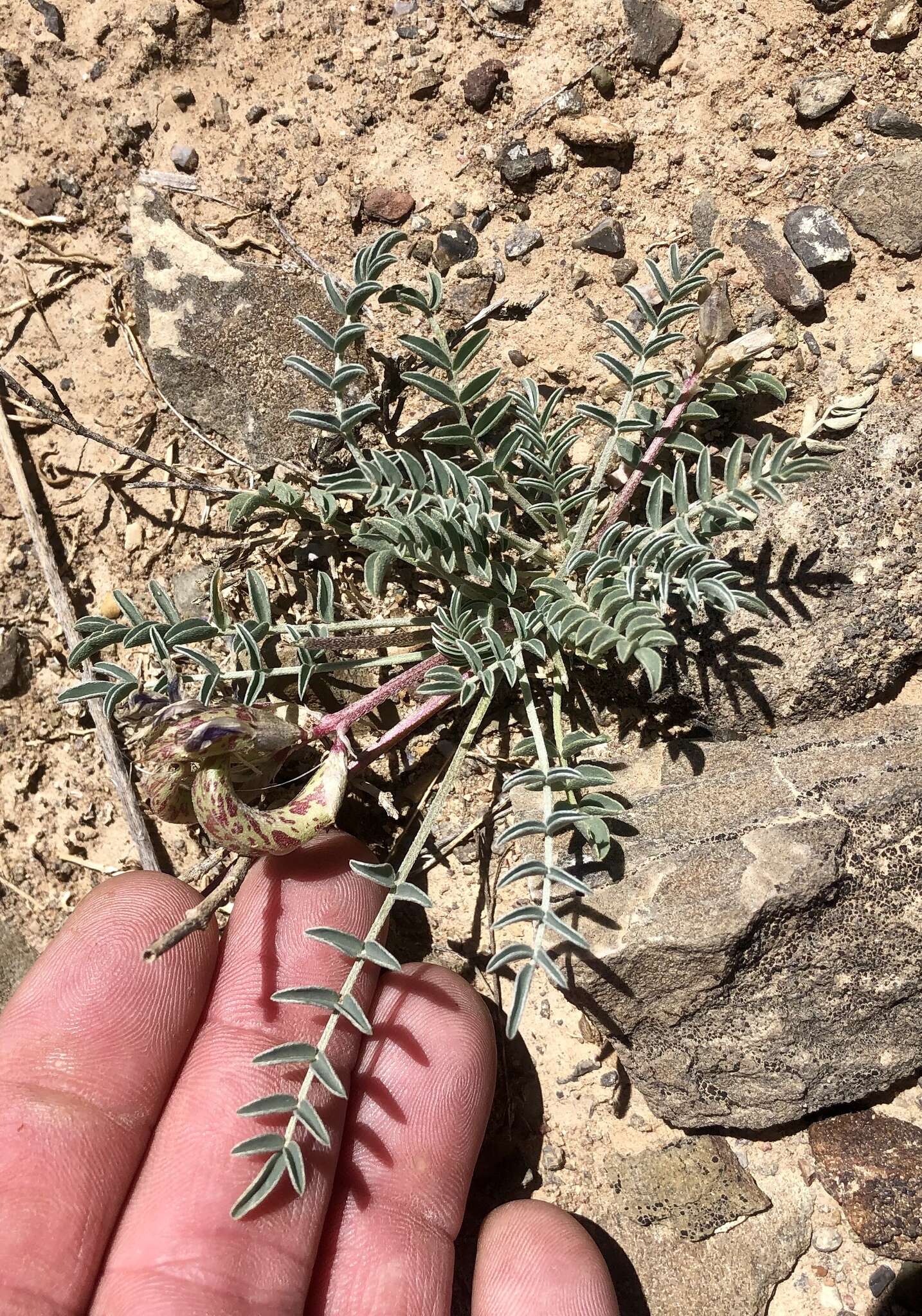 Imagem de Astragalus waterfallii Barneby