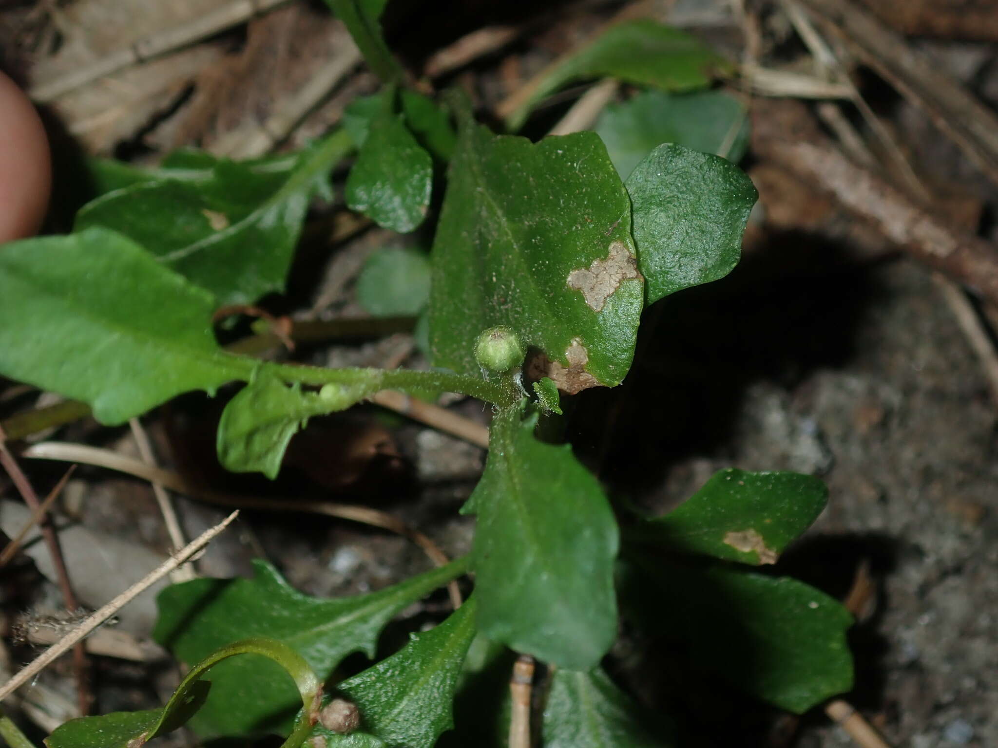 Image of Sphaeromorphaea australis (Less.) Kitam.