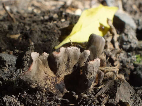 Image of Xylaria friesii Læssøe 1992