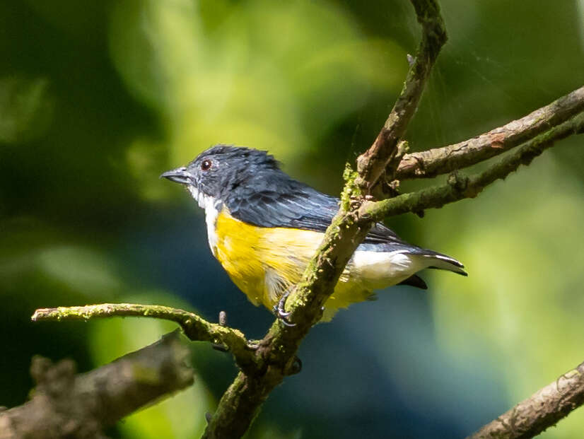 Image of Legge's Flowerpecker