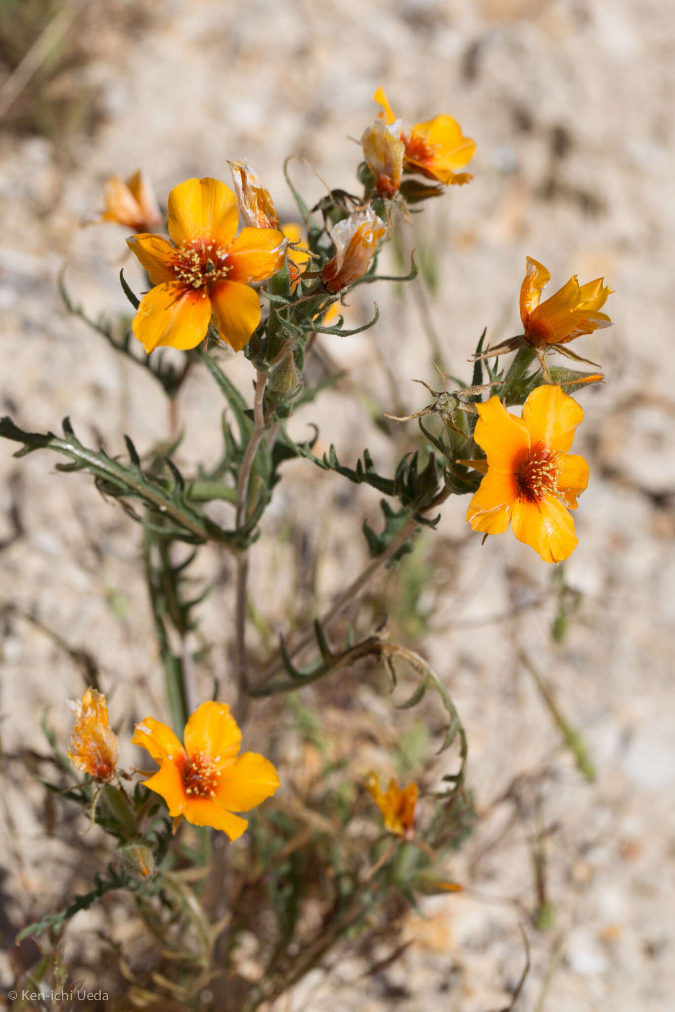 Image of San Joaquin blazingstar