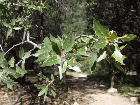 Imagem de Quercus emoryi Torr.