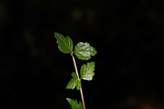 Image de Viburnum parvifolium Hayata