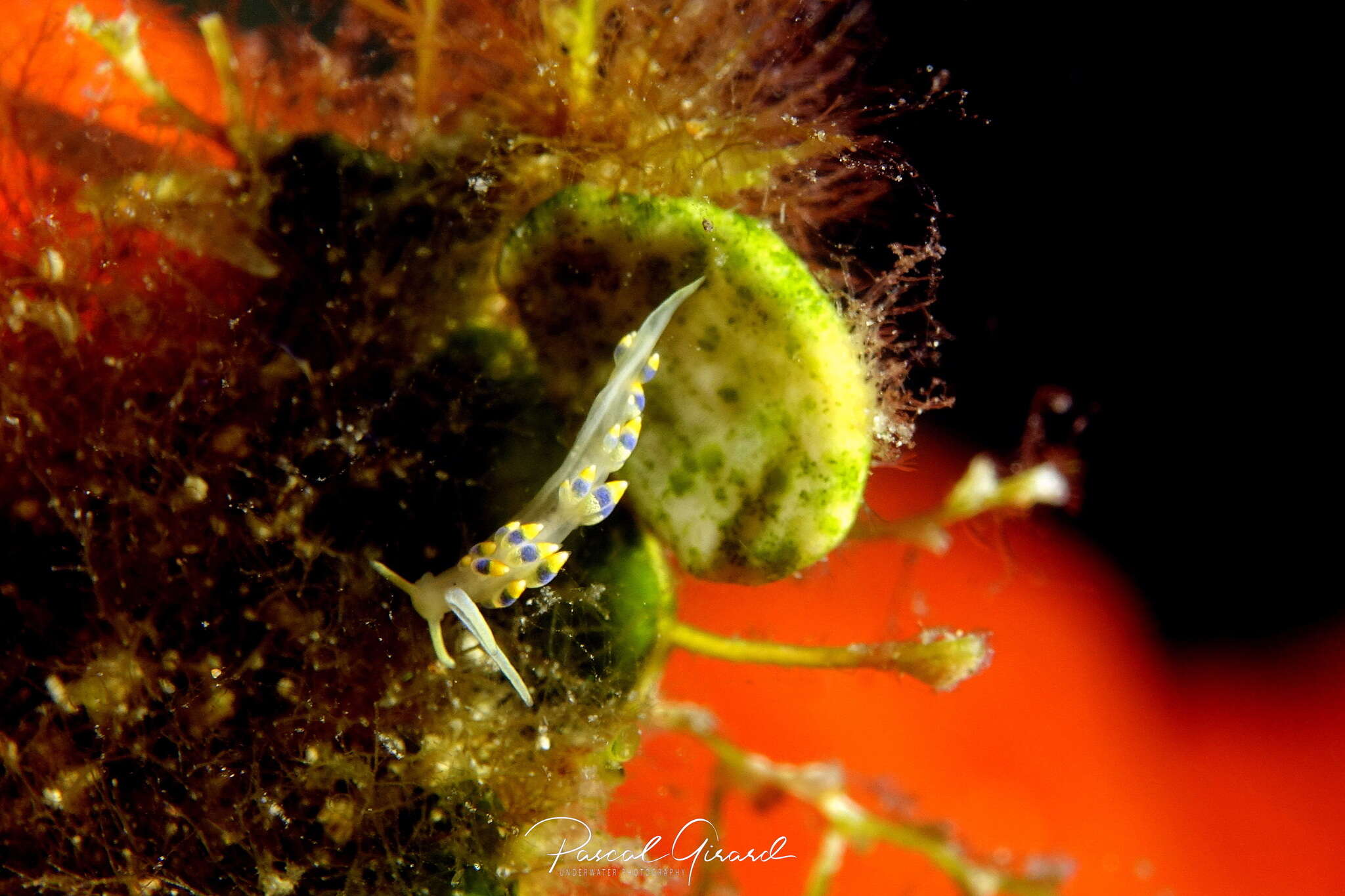 Trinchesia caerulea (Montagu 1804) resmi