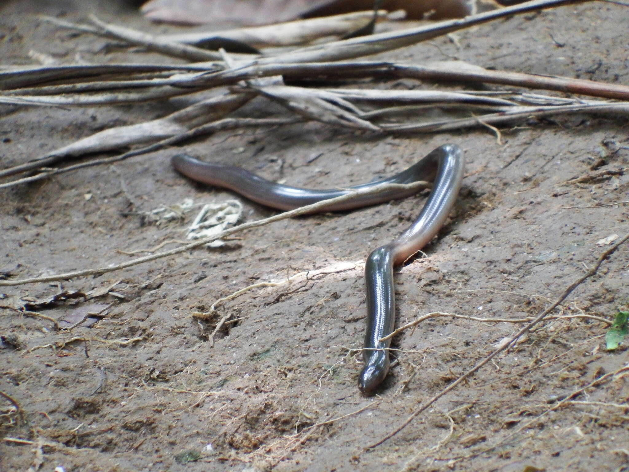 Image de Argyrophis muelleri (Schlegel 1839)