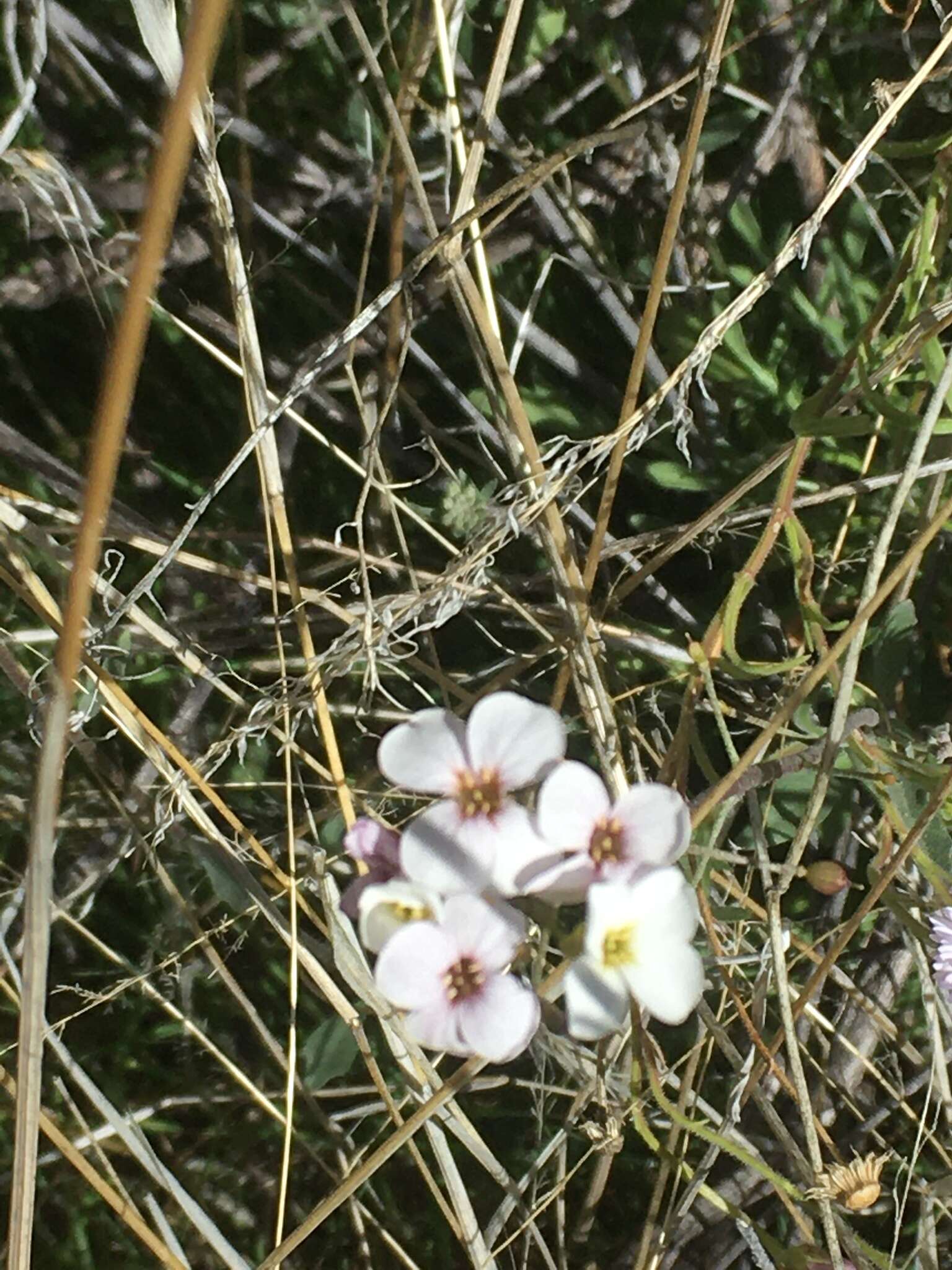 Image of rose bladderpod