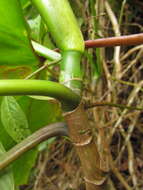 Image of Philodendron appendiculatum Nadruz & Mayo