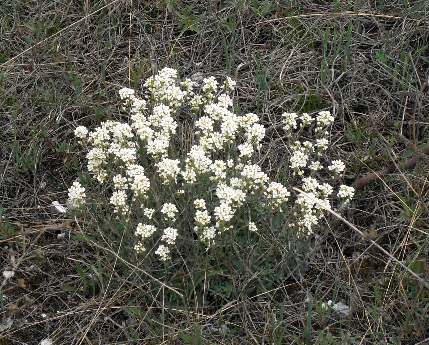 Image of Schivereckia podolica (Besser) Andrz.