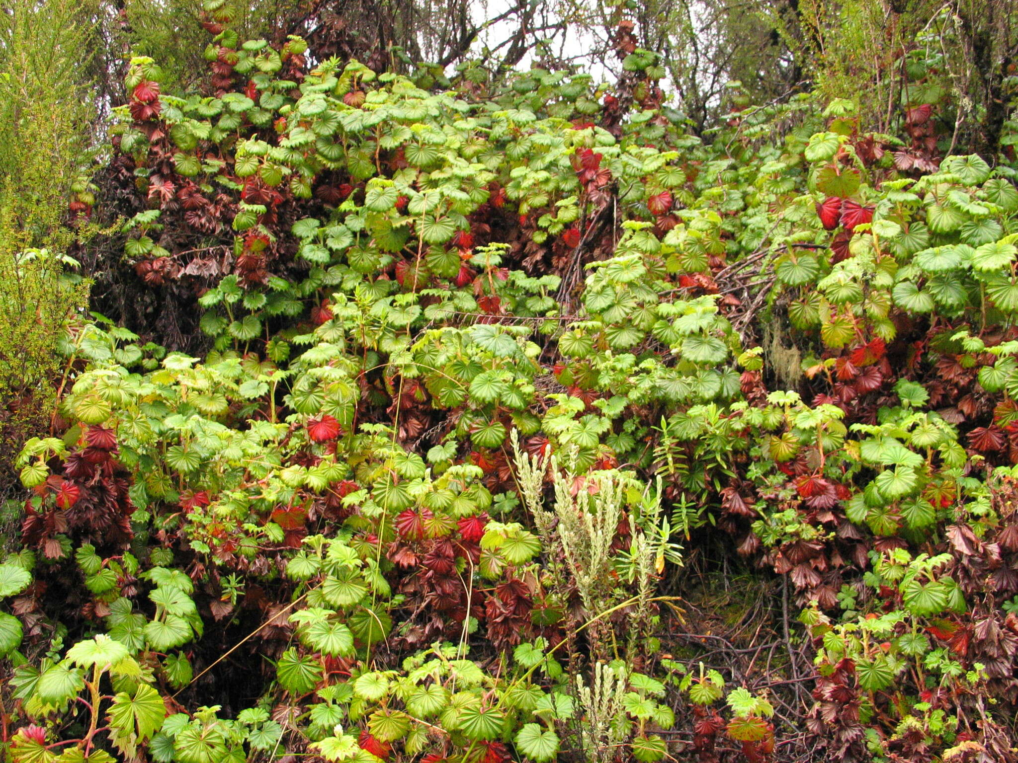 صورة Alchemilla hageniae T. C. E. Fries