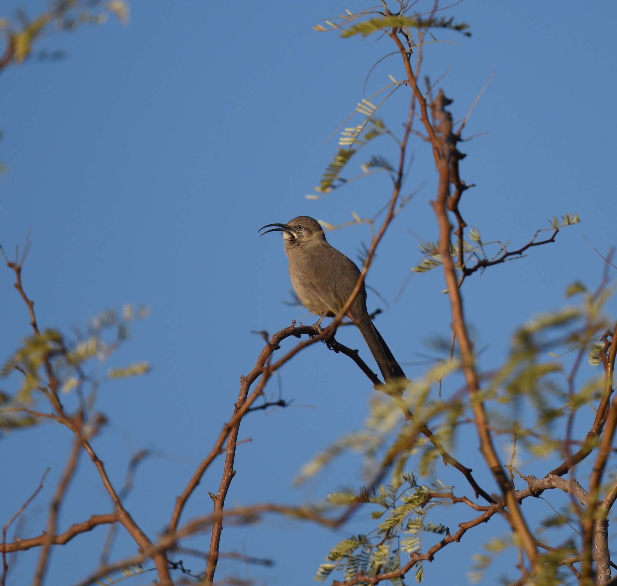 Image of Crissal Thrasher