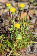 Image de Erigeron bloomeri A. Gray