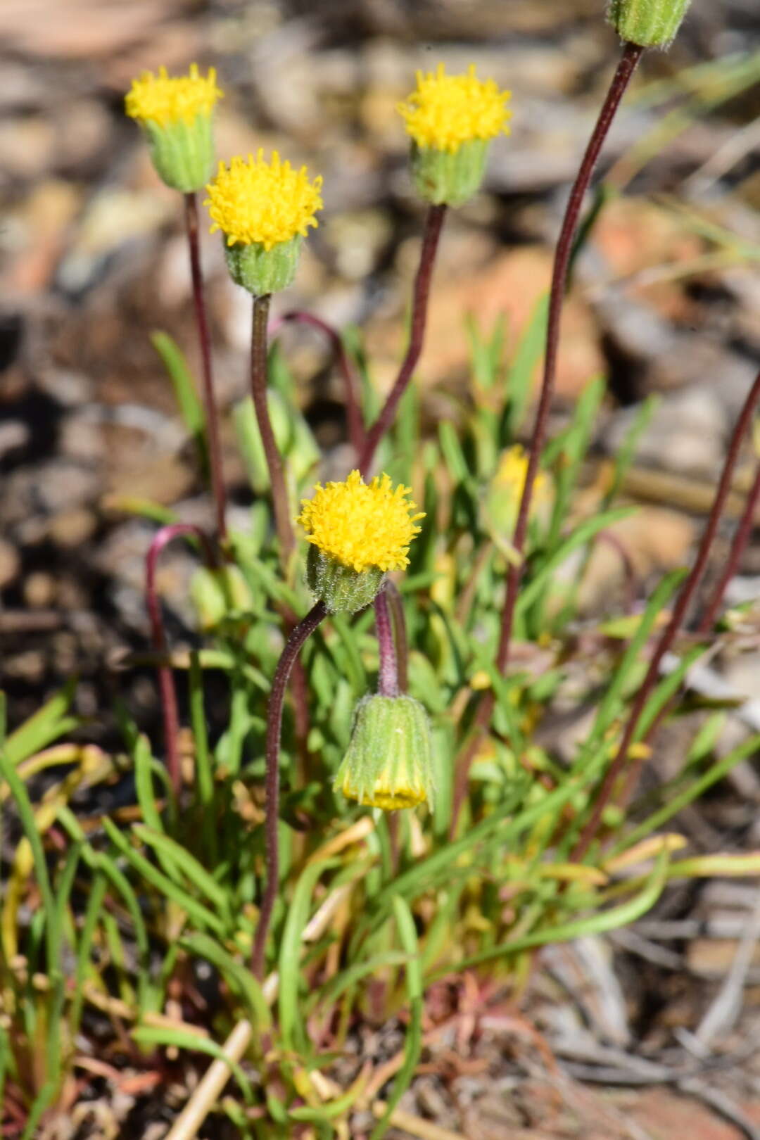 Erigeron bloomeri A. Gray resmi