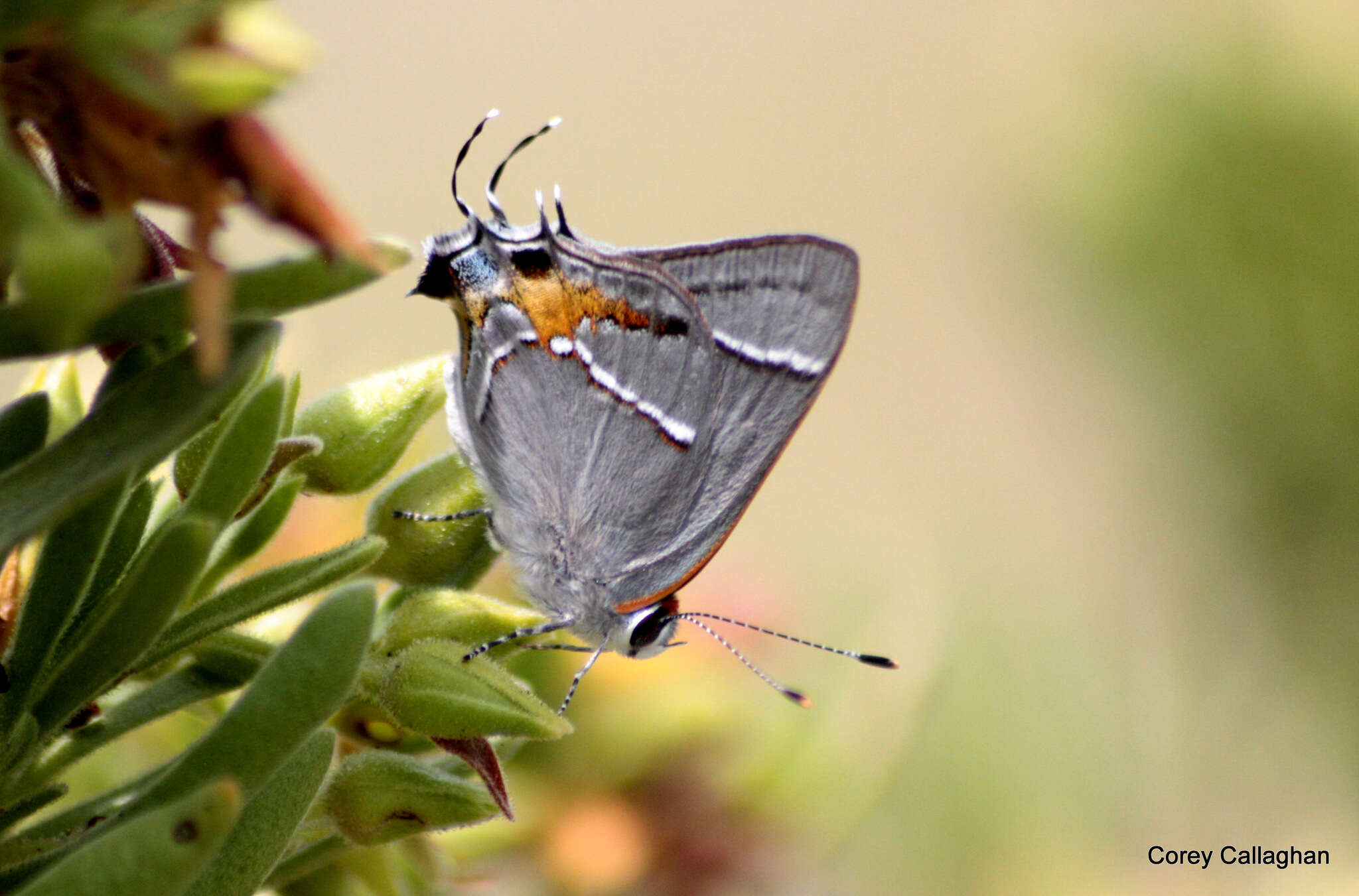 Image of Martial Scrub-Hairstreak