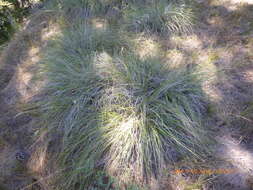 Image of deergrass