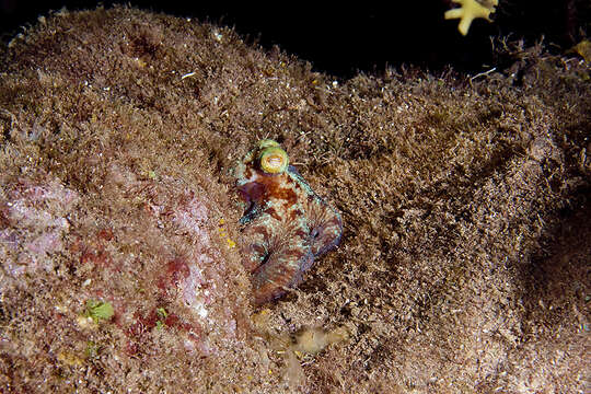 Image of Caribbean reef octopus