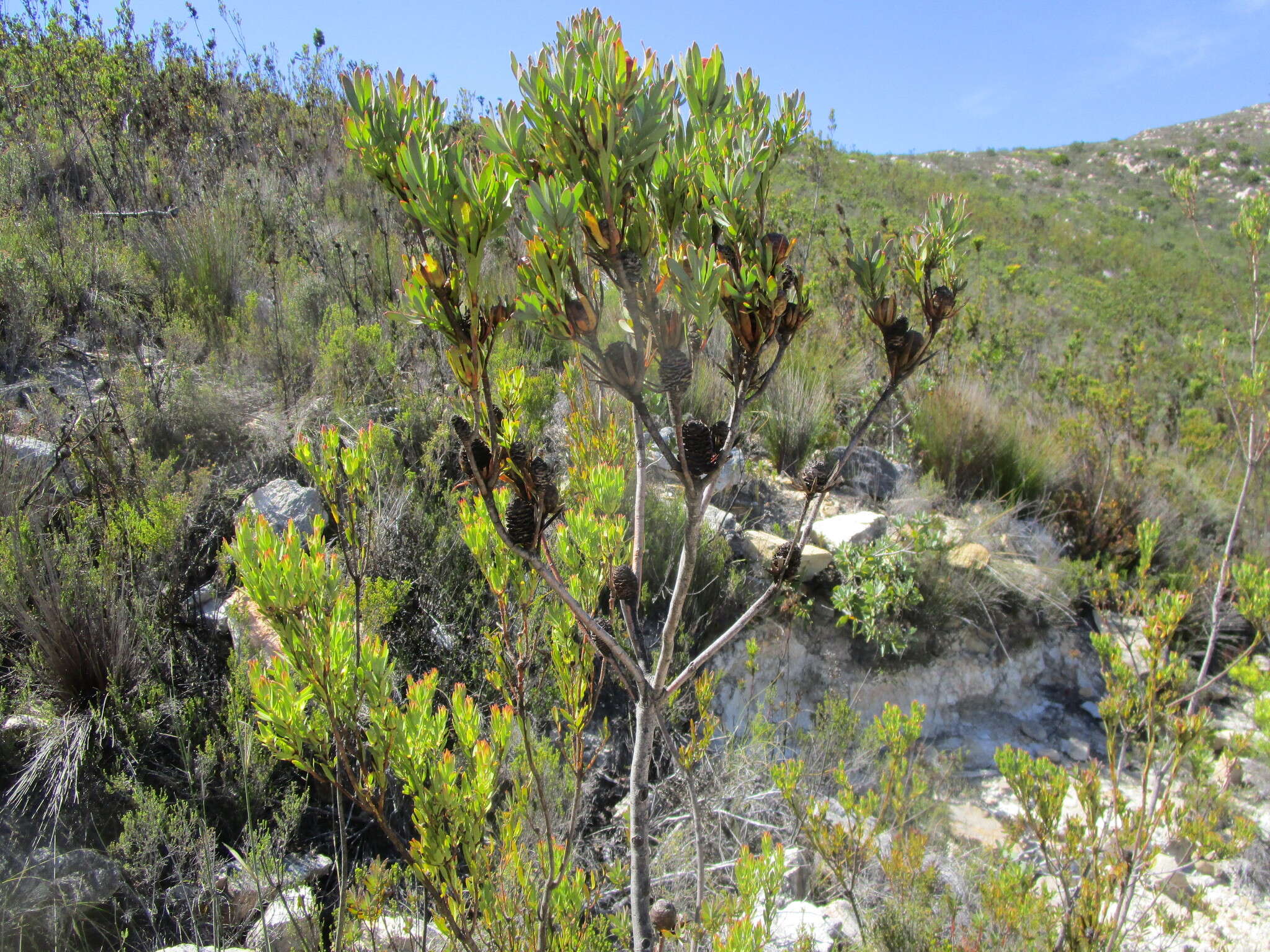 Sivun Leucadendron loeriense I. Williams kuva